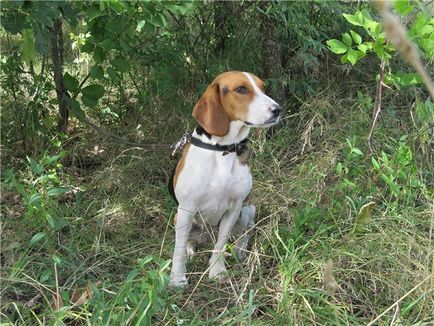 Privire de ansamblu asupra câinilor canini Descrierea standardului, conținutului și fotografiilor de hound din Estonia