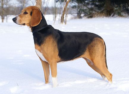 Огляд собак породи естонська гонча опис стандарту, зміст і фото
