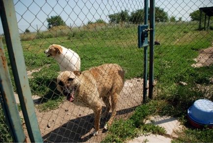 Odessa, partea 4 - adăposturi pentru animale fără adăpost