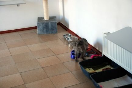 Odessza, 4. rész - menedékhely hajléktalan állatok
