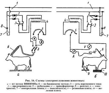 Bovine uimitoare - totul despre tehnologia cărnii și a produselor din carne