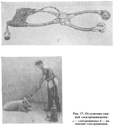 Kábító állattenyésztés - minden, ami a technológia a hús és húskészítmények