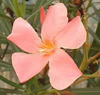 Oleander - descriere nerium și îngrijire pe