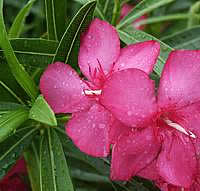 Oleander - descriere nerium și îngrijire pe