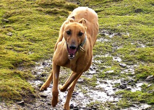 Descrierea greyhound-ului greyhound englezesc, o rasa de caini de oaie