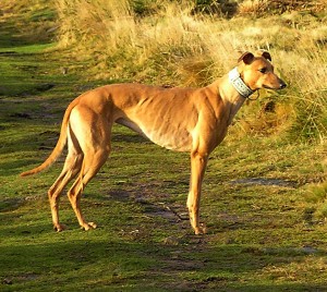 Descrierea greyhound-ului greyhound englezesc, o rasa de caini de oaie