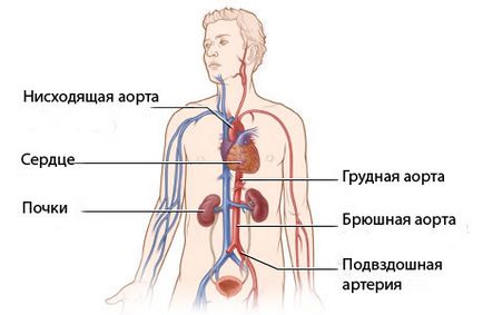 Descrierea și structura aortei