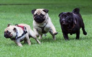 Leírása és jellemzői a fajta mopsz (mopsz) Leírása és jellemzői mopsz fajta