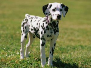 Опис породи собак далматинець, особливості догляду та утримання, відгуки власників
