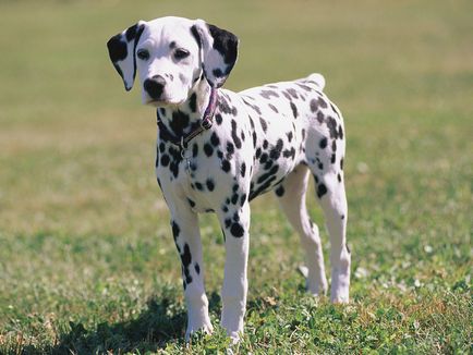 Descrierea rasei câinilor dalmatini, caracteristici ale îngrijirii și întreținerii, recenzii de proprietar