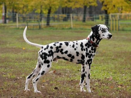 Опис породи собак далматинець, особливості догляду та утримання, відгуки власників