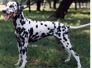 Descrierea rasei câinilor dalmatini, caracteristici ale îngrijirii și întreținerii, recenzii de proprietar