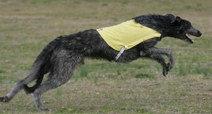 Descrierea rasei de caini dirhound cu recenzii și fotografii ale proprietarilor