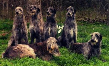 Descrierea rasei de câini dirhound cu recenzii și fotografii ale proprietarilor