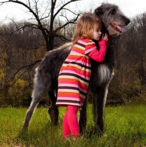 Опис породи собак дірхаунд з відгуками власників і фото