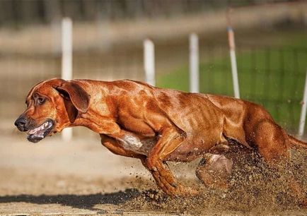 Descrierea rasei de câini Ridgeback Rhodesian cu recenzii și fotografii