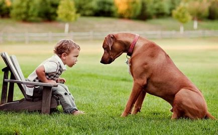 Descrierea rasei de câini Ridgeback Rhodesian cu recenzii și fotografii