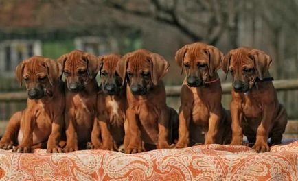 Descrierea rasei de câini Ridgeback Rhodesian cu recenzii și fotografii