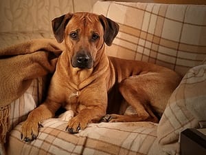 Опис породи собак родезійський ріджбек з відгуками і фото