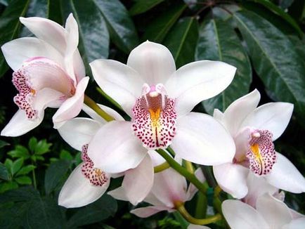 Cymbidium orchidea