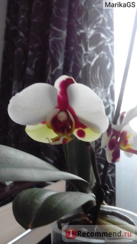 Orhideea Phalaenopsis este 