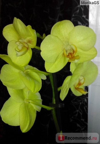 Orchid phalaenopsis - „ez a leginkább igénytelen virág