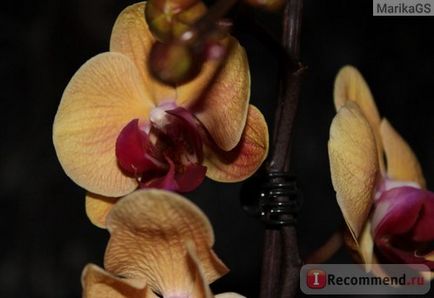 Orhideea Phalaenopsis este 