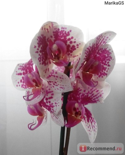 Орхідея фаленопсис - «це самий невибагливий квітка