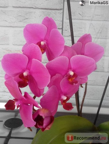 Orhideea Phalaenopsis este 