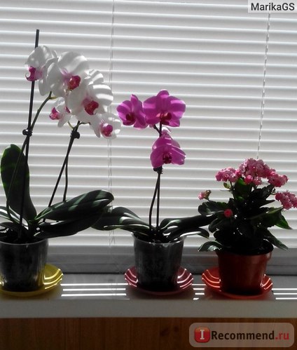 Orhideea Phalaenopsis este 