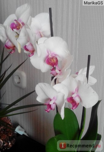 Orhideea Phalaenopsis este 