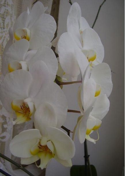 Орхідея фаленопсис поради по вирощуванню і догляду