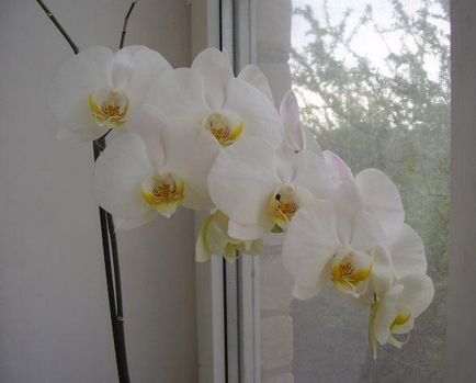 Orchid phalaenopsis sfaturi pentru creștere și îngrijire