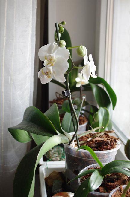 Orchid phalaenopsis sfaturi pentru creștere și îngrijire