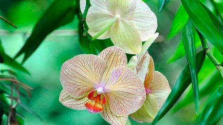 Orchid phalaenopsis - îngrijire la domiciliu