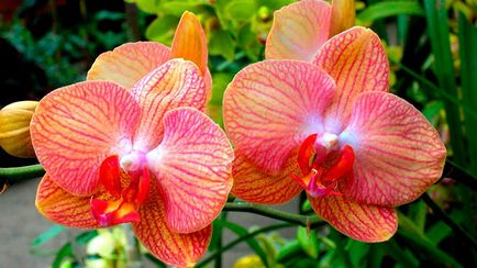 Orchid phalaenopsis - îngrijire la domiciliu