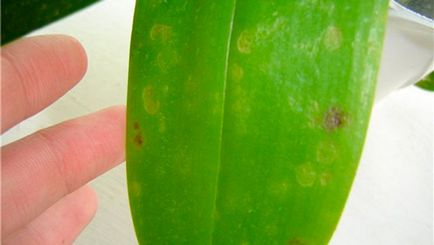 Орхідея фаленопсис - догляд в домашніх умовах