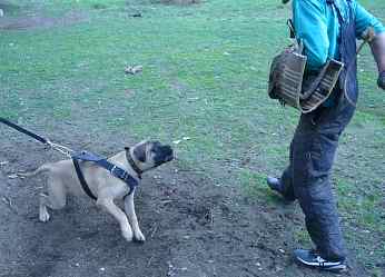 Principalele aspecte ale formării bullmastiff-ului