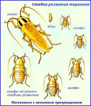 Caracteristici de dezvoltare și reproducere a gândacilor de sex feminin și masculin, împerechere și dezvoltare