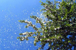 Amennyiben május vett pihe fák virágzó idő előtt - hírek és események Grodno