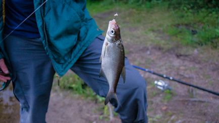 Оцінюємо риболовлю на Вуоксе, Рибкіна посмішка - звіти про рибалку, фото з риболовлі, техніка лову