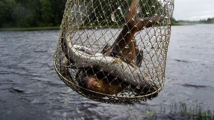 Becsüljük halászat Vuoksa Rybkin mosoly - jelentések halászat, halászati ​​fotó, horgászfelszerelés