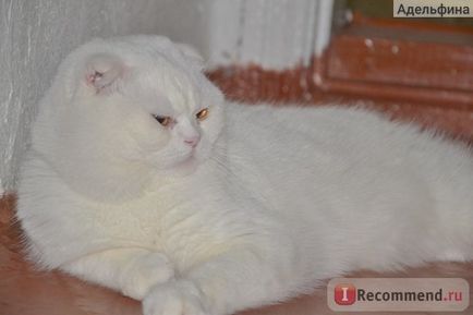 Paste kiadási cliny gyapjú macska - „mentette meg az életét a macska