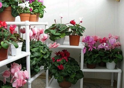 Feltalálni a loggia alatt télikert, saját kezével, ezzel a kezével (a) Feltalálni a loggia alatt télikert, saját kezével, ezzel a kezével