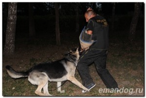 Supraexpunerea și instruirea câinilor în Orenburg