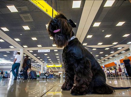Transportul unui câine într-un avion, ghidul tău