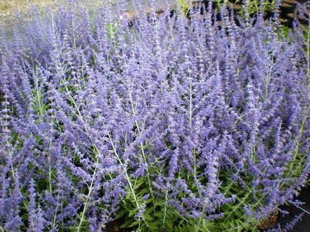 Perovskia - albastru spire, taiga - și alte plantare și de îngrijire, fotografie în design peisagistic