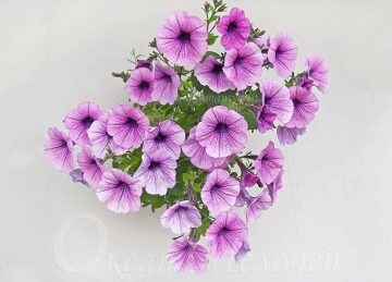 Petunia crescând din semințele casei (cu fotografie), oceanul lucrurilor mici