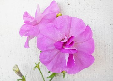 Petunia crescând din semințele casei (cu fotografie), oceanul lucrurilor mici