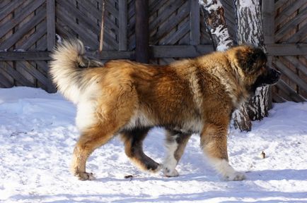 Canini de câini în Omsk